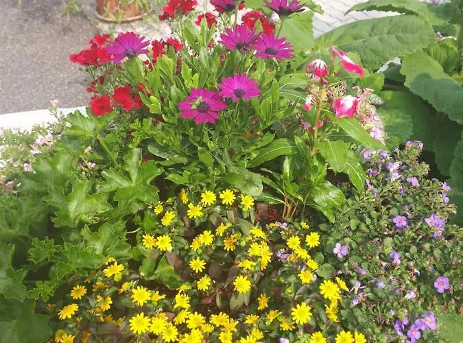 Borkuti Panzio Es Hotel Balatonszárszó